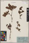 Foto von Salix aurita L. x Salix myrtilloides L.
